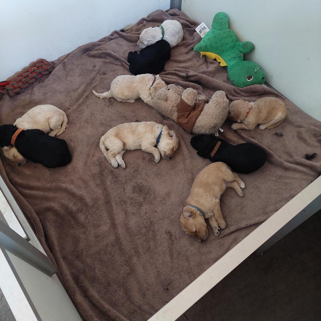 Prachtig nest Labradoodle pups – liefdevol opgegroeid, Dieren en Toebehoren, Honden | Retrievers, Spaniëls en Waterhonden, Parvo