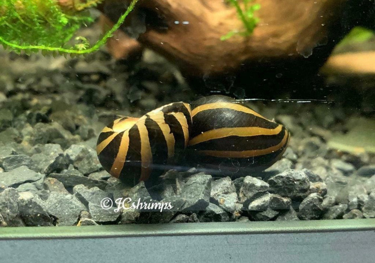 Neritina Zebra - aquarium slak - slakken, Dieren en Toebehoren, Slak of Weekdier, Zoetwatervis