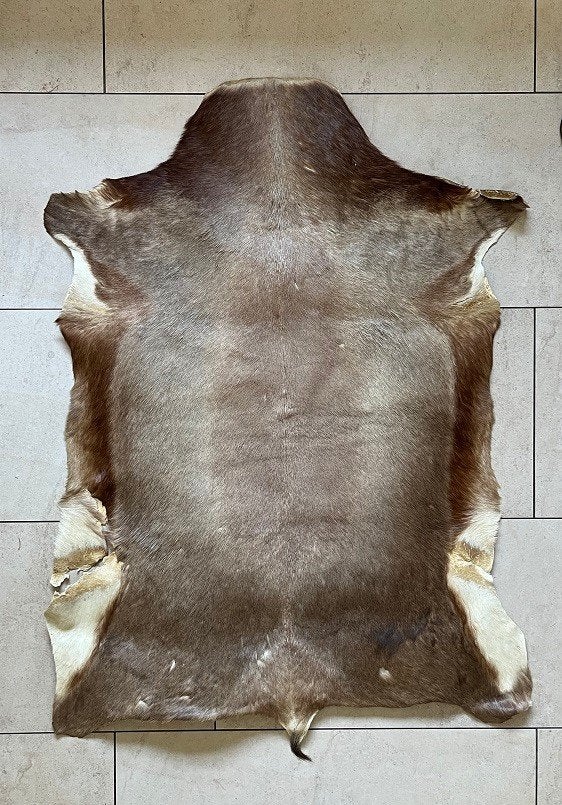 Huid / vacht / kleed (waarschijnlijk Koedoe) uit Zuid-Afrika, Ophalen, 100 tot 150 cm, Crème, 50 tot 100 cm