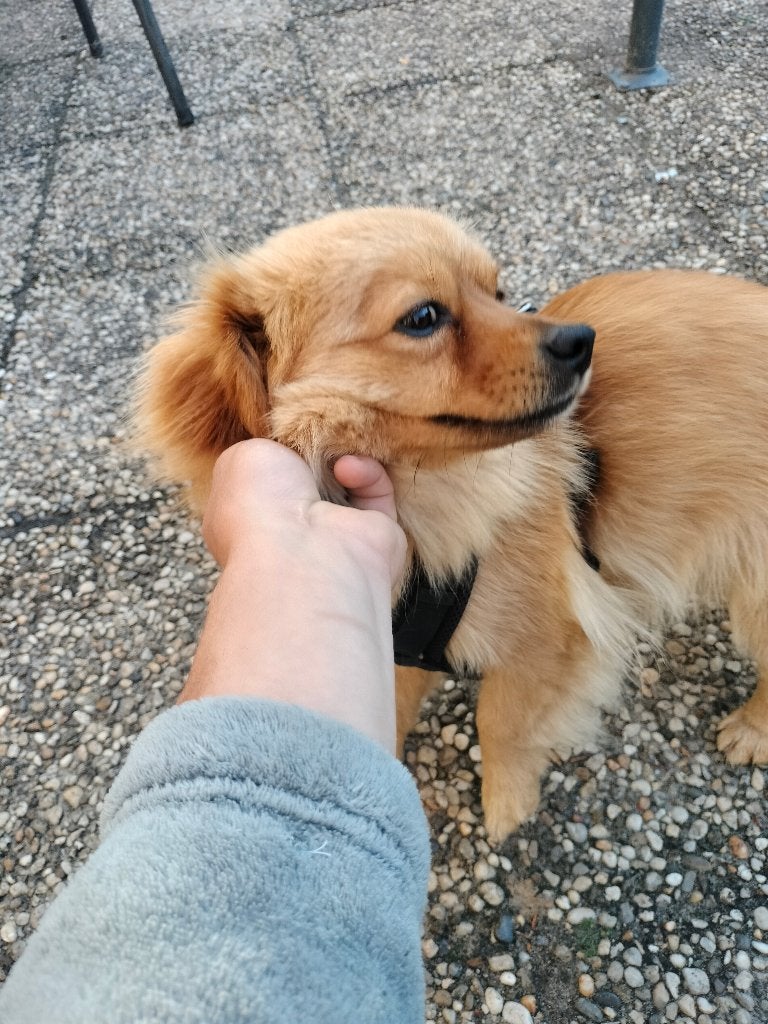 hond te koop, Particulier, 1 tot 2 jaar, Buitenland, Eén hond