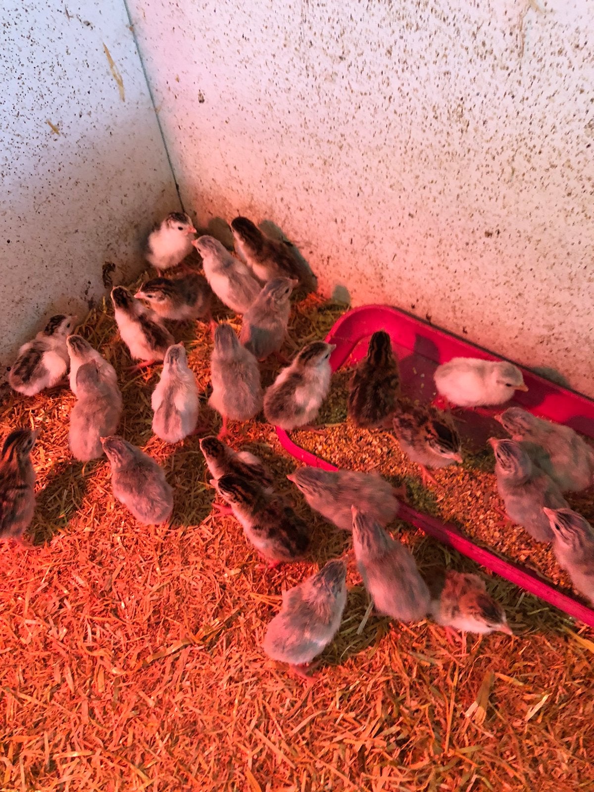 Mooie parelhoender kuikens, Meerdere dieren, Kip