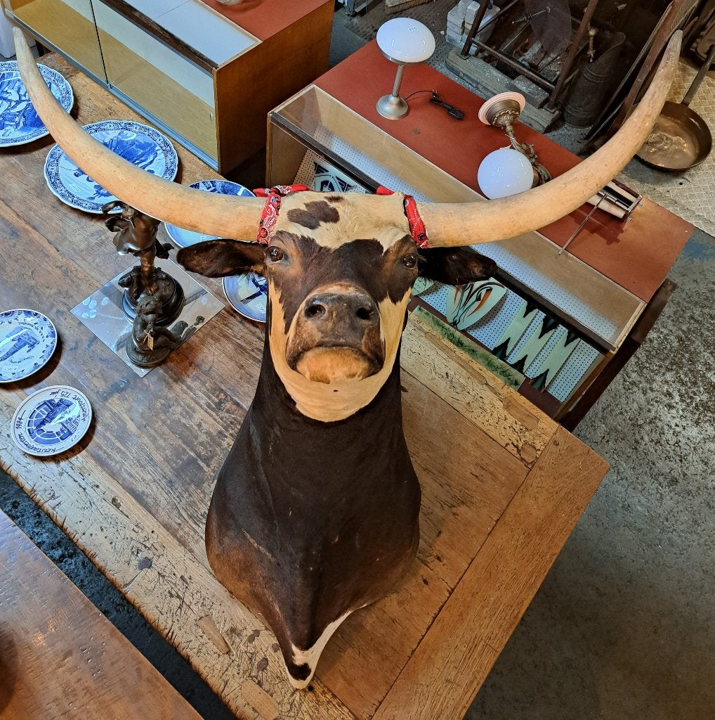 Super mooie opgezette long Horn stier prachtige taxidermie, Ophalen, Zo goed als nieuw, Vogel, Opgezet dier