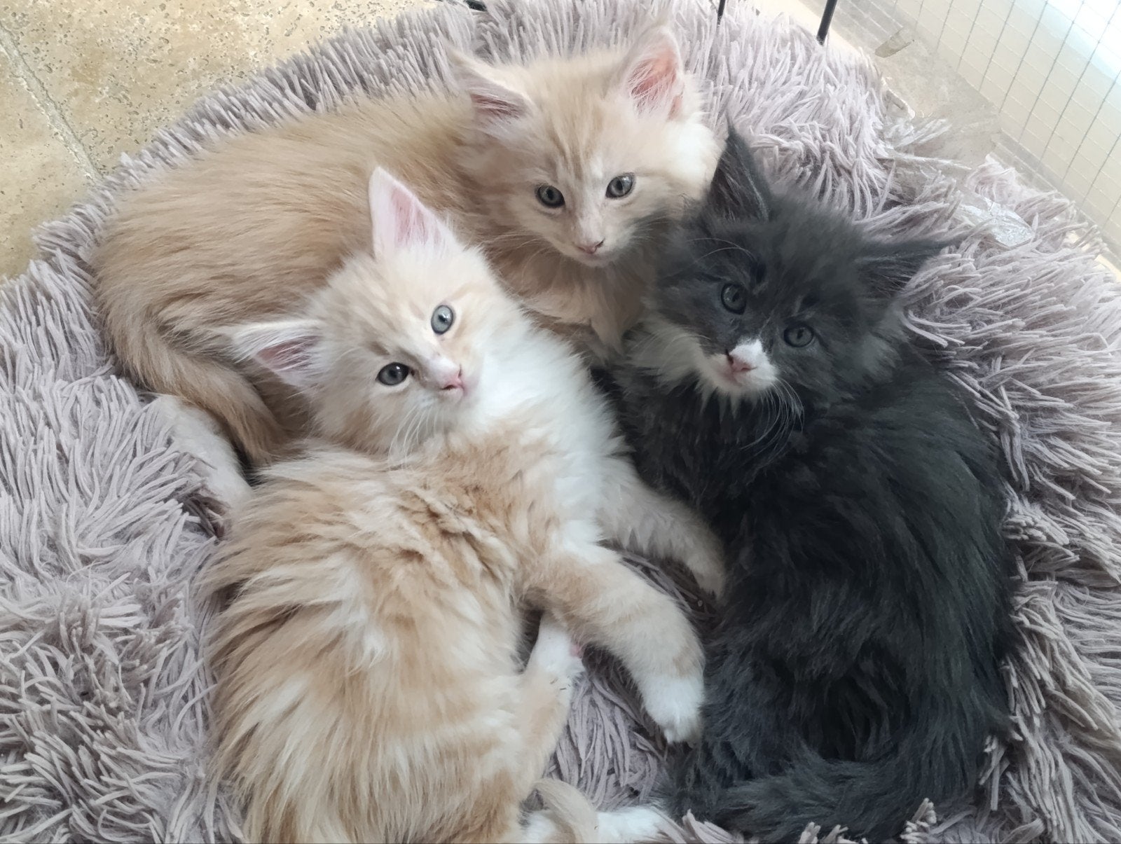 Kruising Main Coon kittens 3 x katers, Meerdere dieren