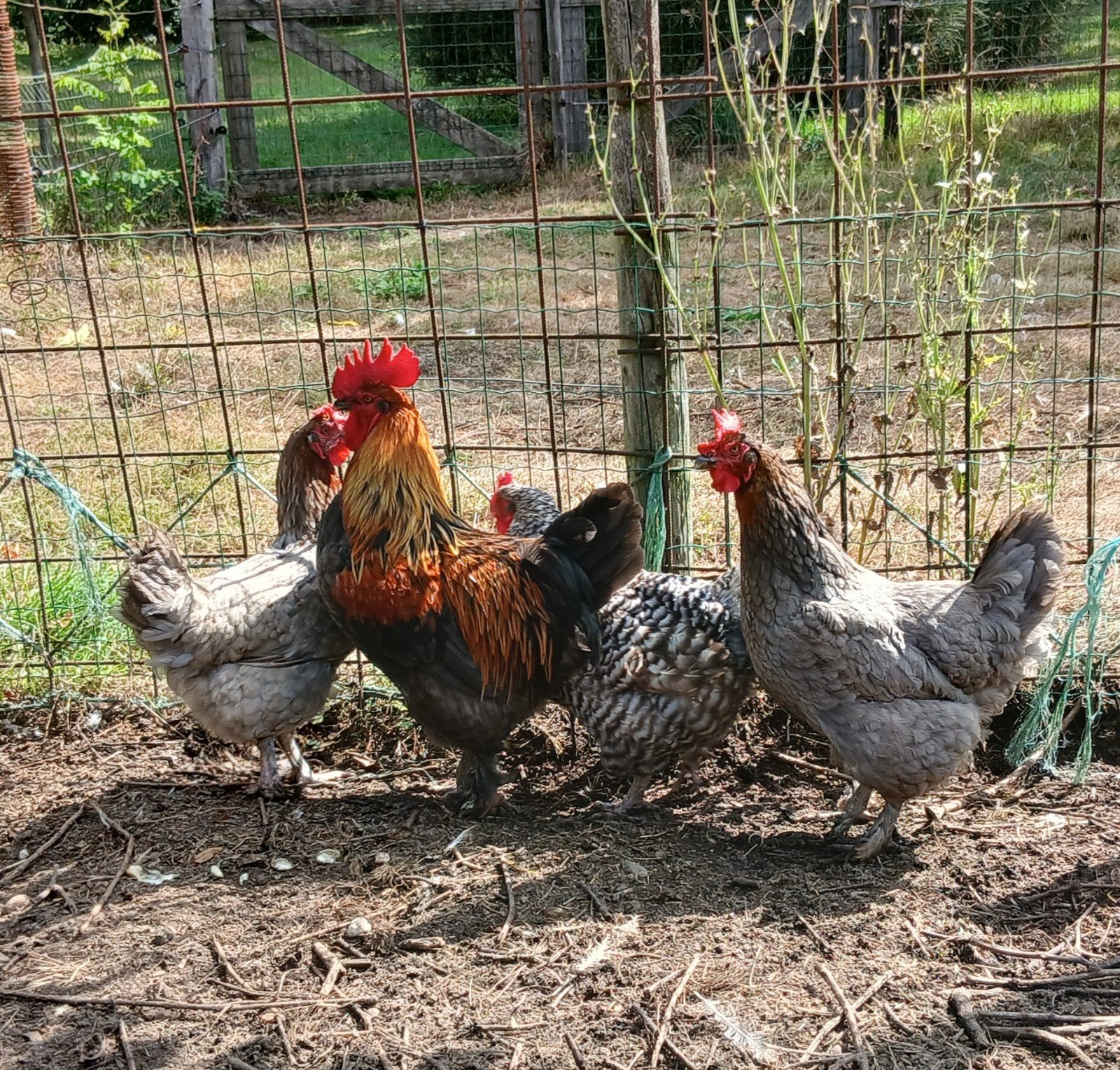Marans kippen koperblauw, Dieren en Toebehoren, Pluimvee, Meerdere dieren, Kip