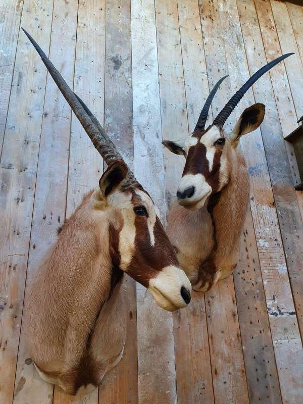 opgezette oryx ``WOONWINKEL RUSTIEK``, Verzamelen, Dierenverzamelingen, Ophalen, Zo goed als nieuw, Wild dier, Opgezet dier