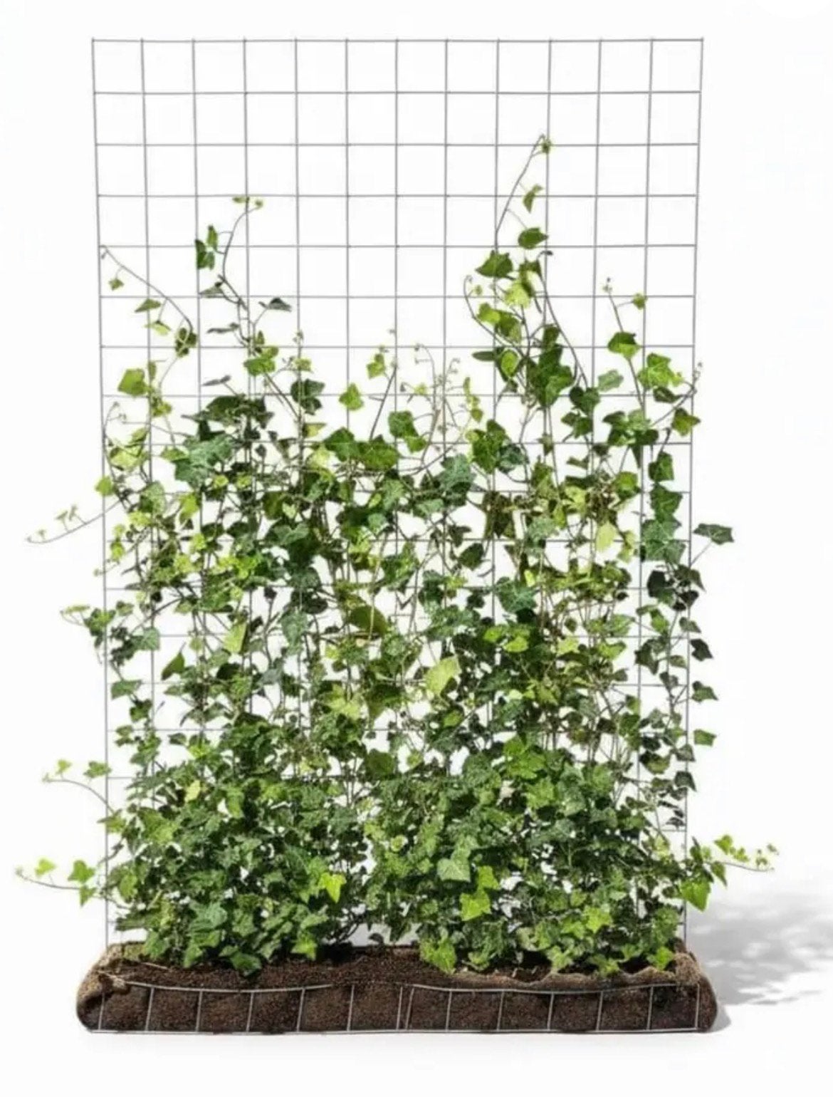 ACTIE VANAF €62,50/mtr BIJNA kant-en-klaar haag, Ophalen of Verzenden, Overige soorten, 100 tot 250 cm