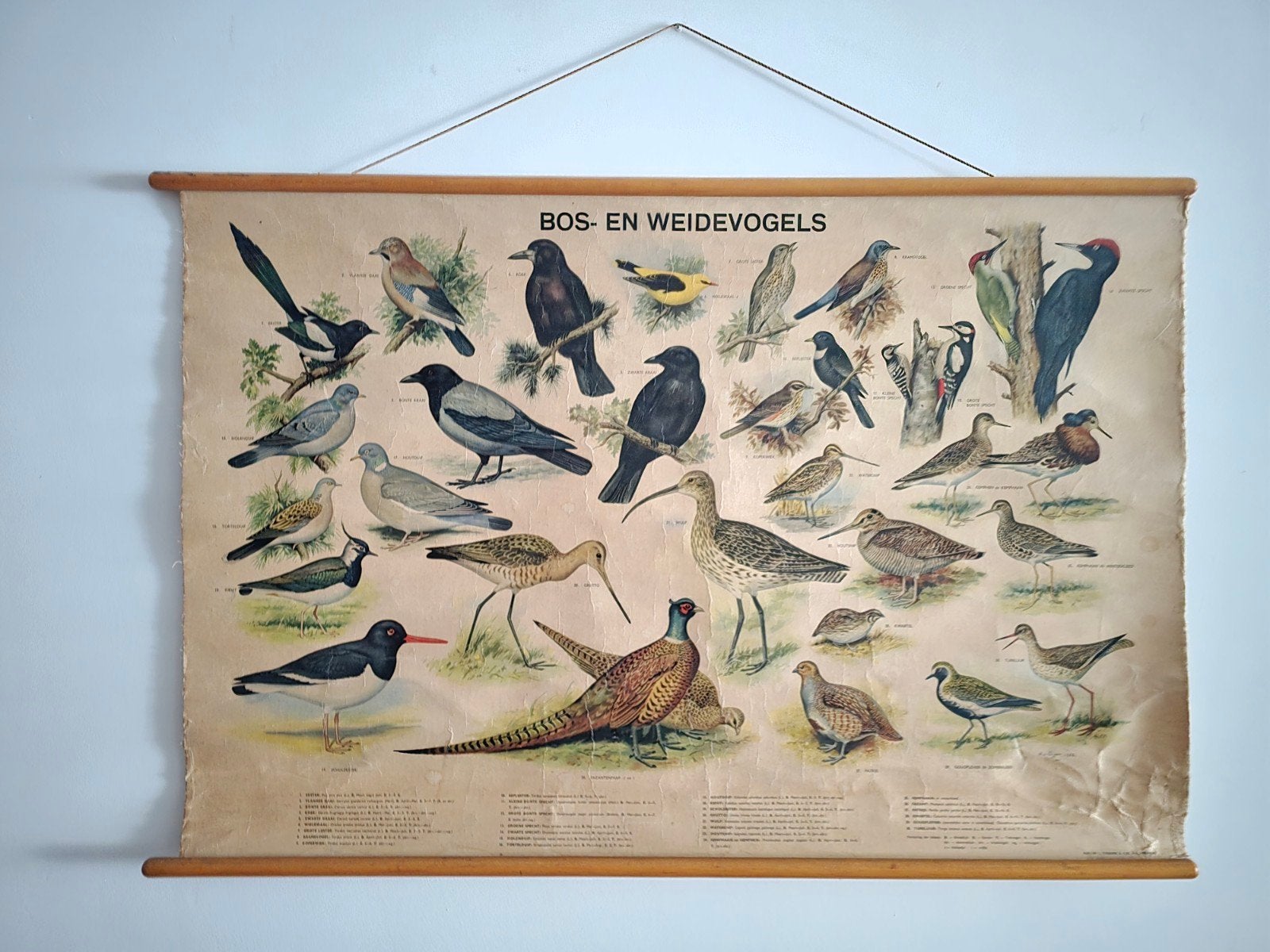 Antieke Koekoek Schoolplaat: Bos- en Weidevogels (100 jr), Ophalen of Verzenden, Natuur en Biologie