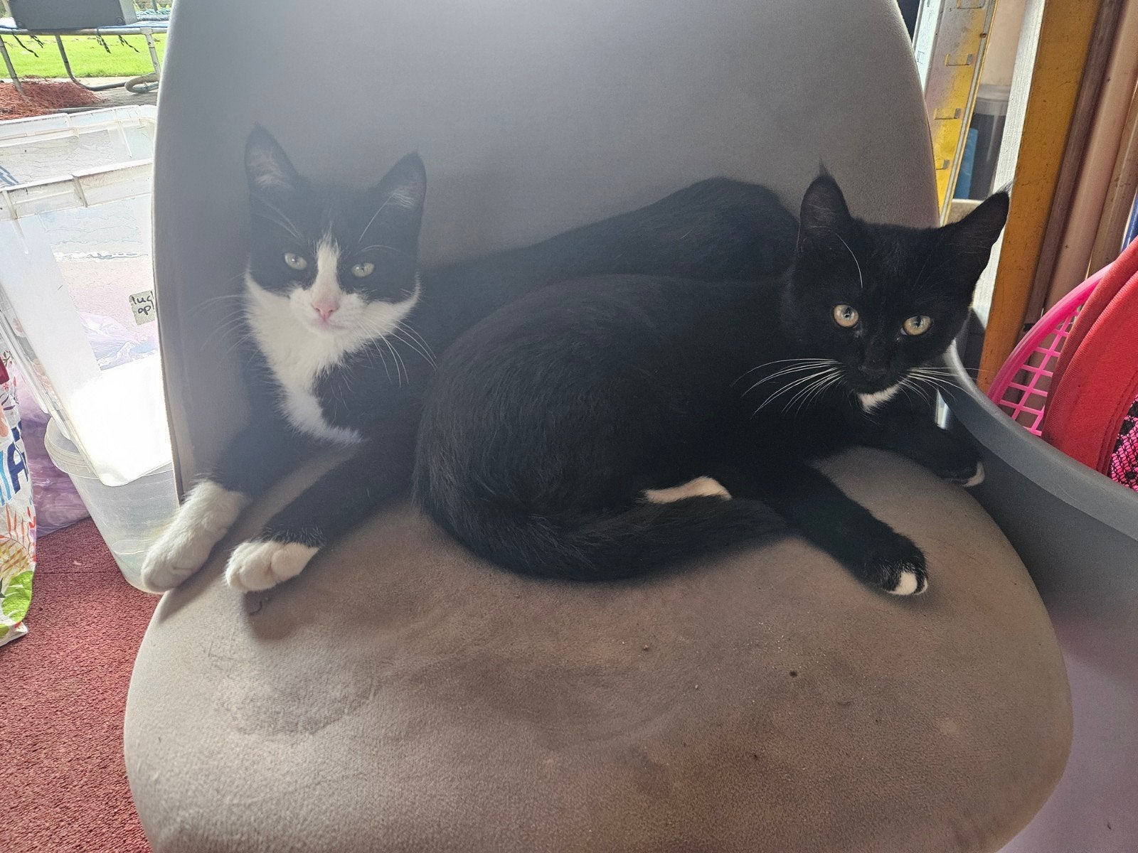 2 tamme boerderijkittens, Dieren en Toebehoren, Meerdere dieren, 0 tot 2 jaar