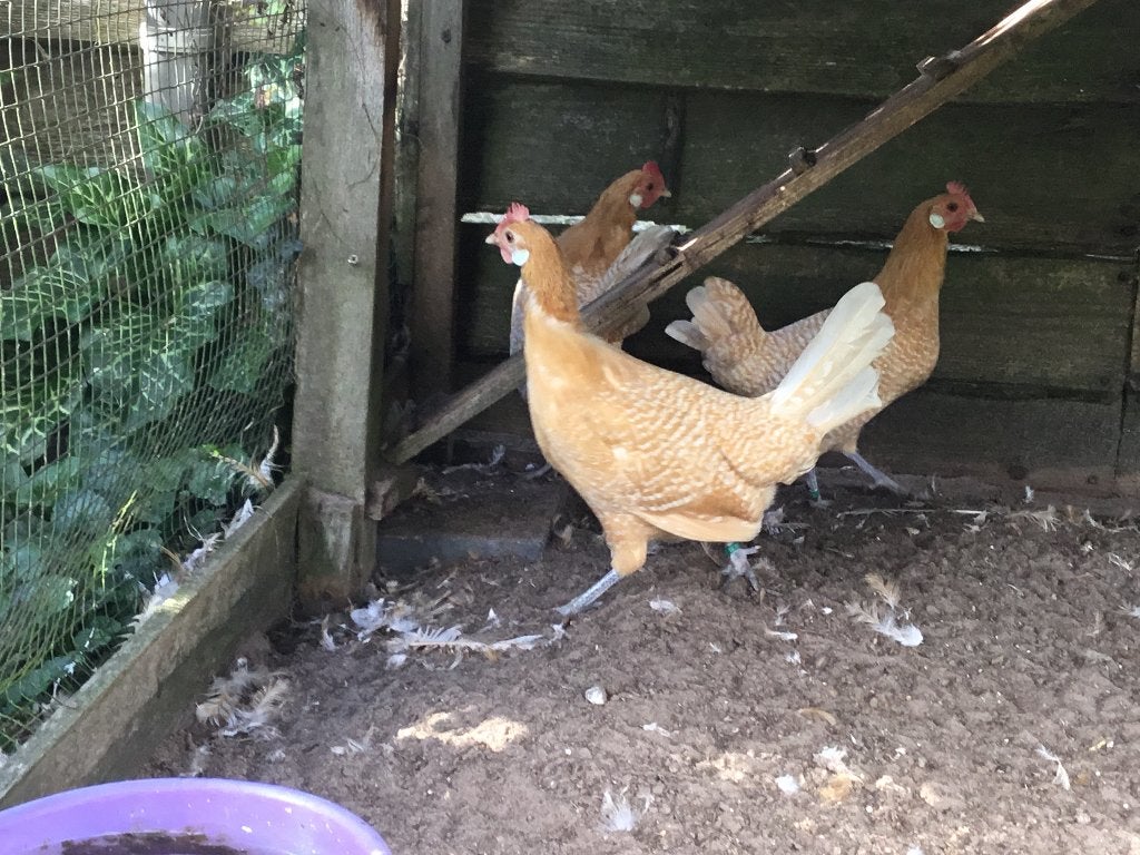 3 jonge bruine Friese kippen, Dieren en Toebehoren, Vrouwelijk, Kip