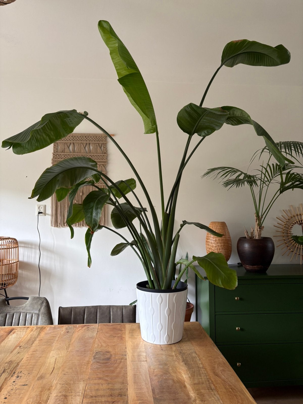 Strelitzia nicolai 165cm hoog zonder pot, Ophalen, Overige soorten, Halfschaduw, 150 tot 200 cm