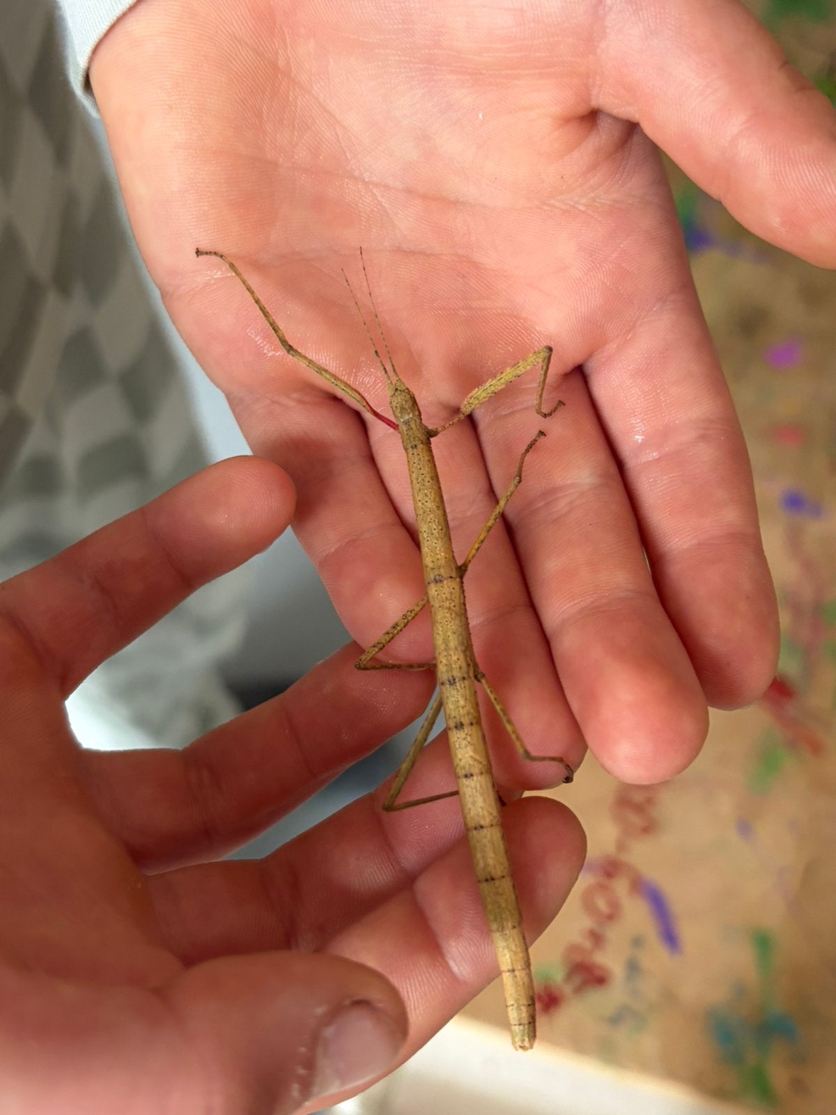 2 Wandelende takken, Dieren en Toebehoren, Wandelende tak