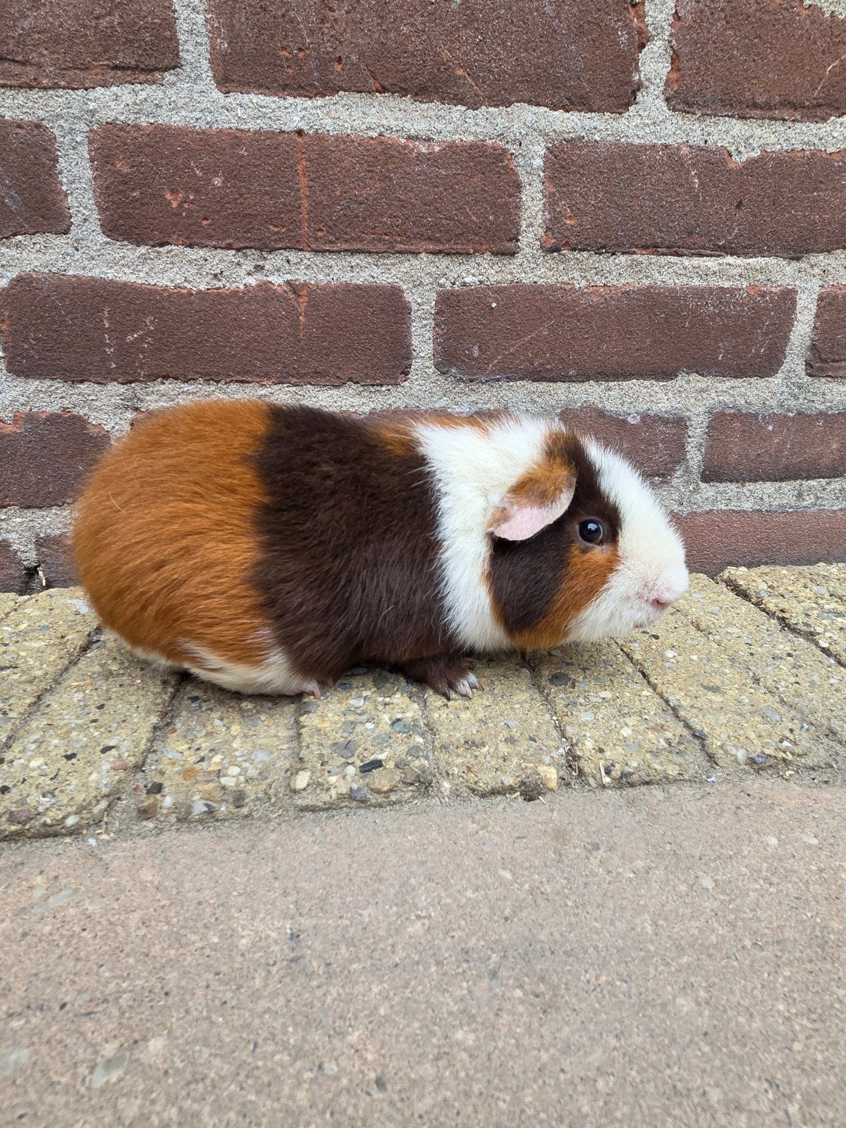 us teddy beer, Dieren en Toebehoren, Knaagdieren, Cavia, Mannelijk, Januari, Tam