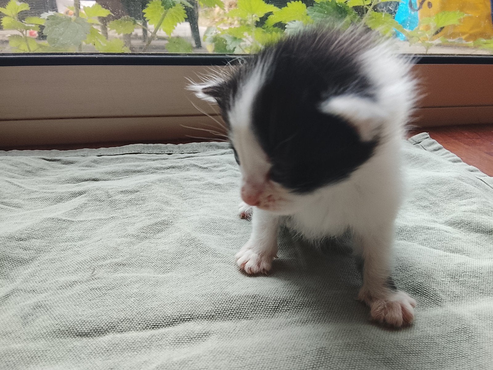 Te koop kruising Ragdoll kittens, 0 tot 2 jaar