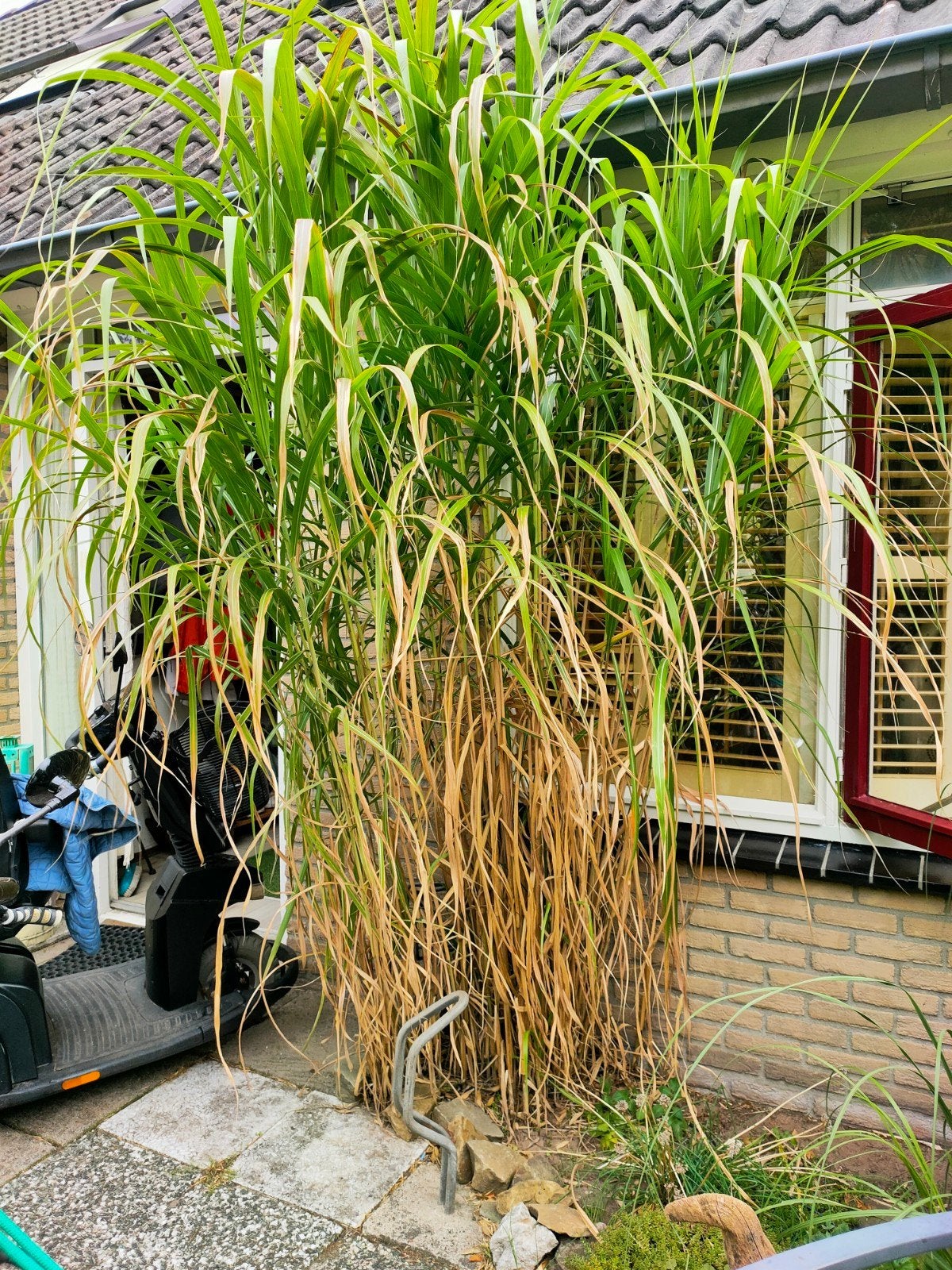 Olifantengras - Ideaal voor een tropische tuin, Ophalen, Eenjarig, Siergrassen