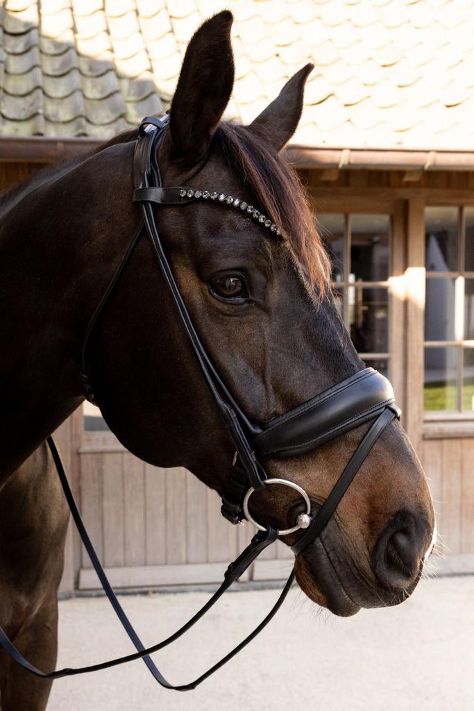 DYON COMFOHEAD HOOFDSTEL, Dieren en Toebehoren, Paarden en Pony's | Hoofdstellen en Tuigage, Ophalen