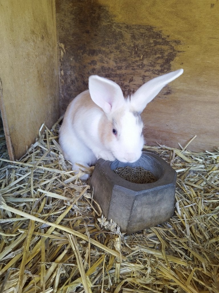 dwergkonijnen, Meerdere dieren, Dwerg, Hangoor, 0 tot 2 jaar