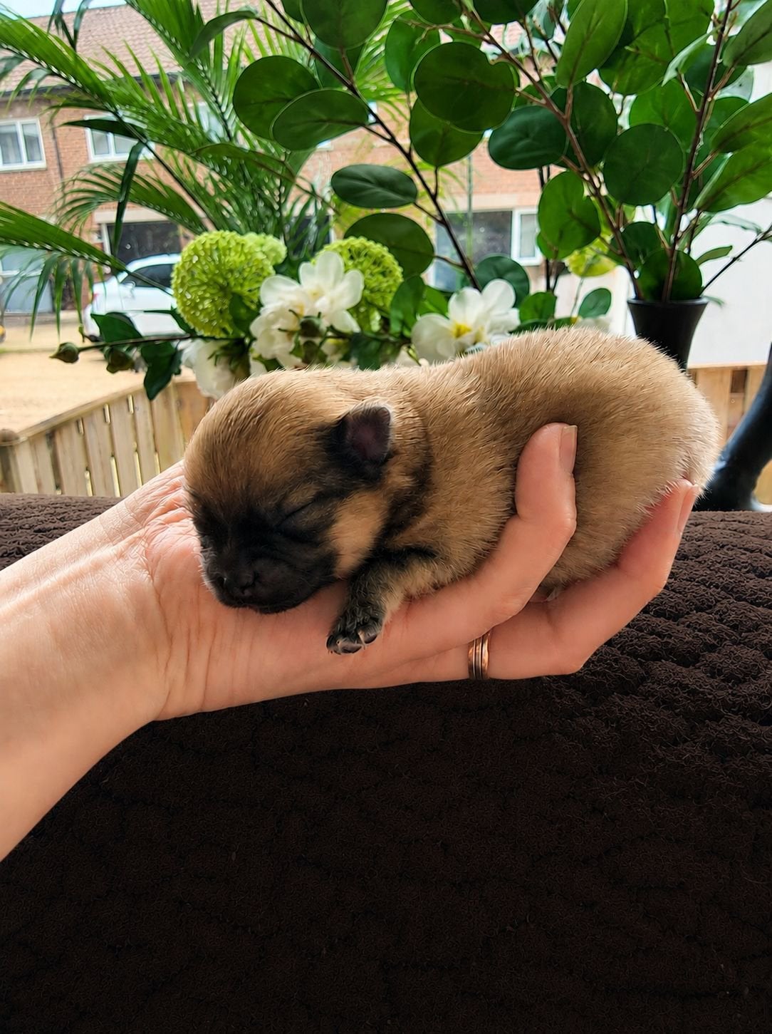 Mini pomeranian / pomeriaan teefje, Dieren en Toebehoren, Honden | Poolhonden, Keeshonden en Oertypen, 8 tot 15 weken, Teef, Eén hond