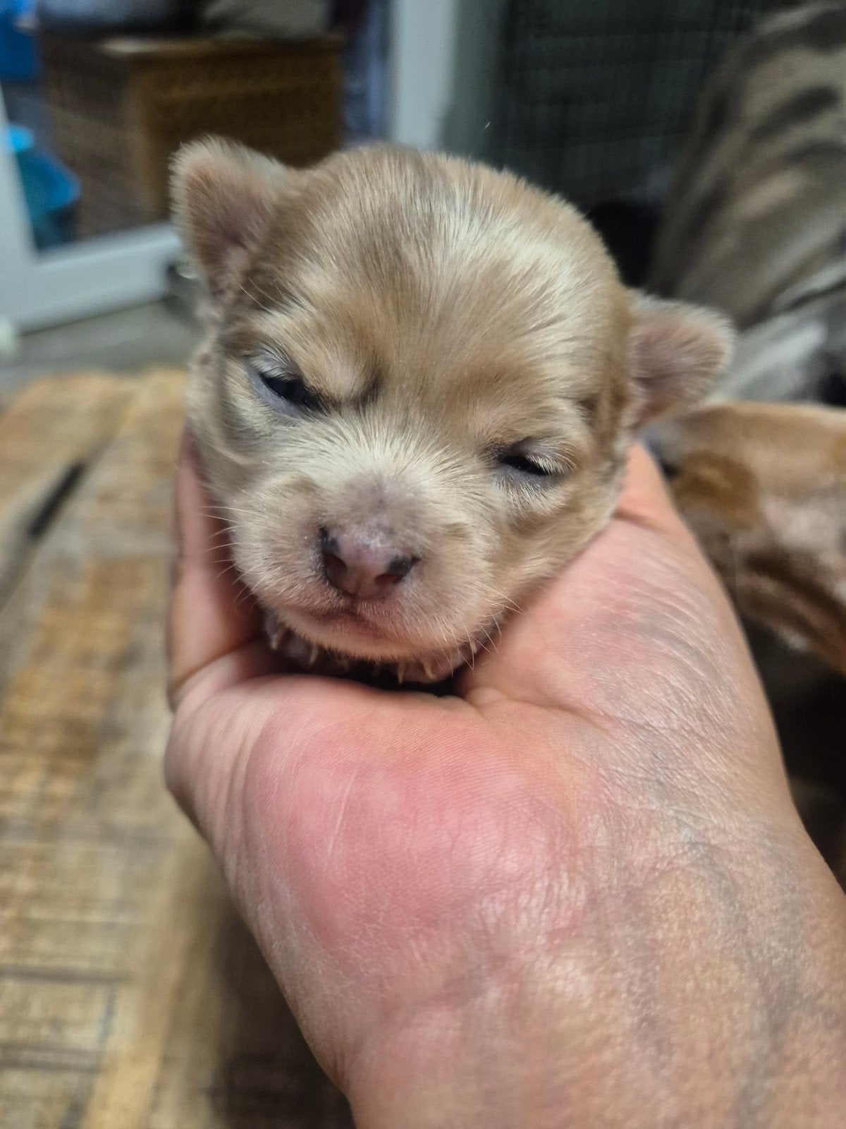 Mooie Chihuahua pups, België, Particulier, 8 tot 15 weken, Parvo