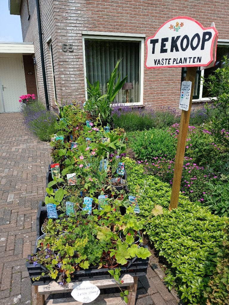 tuinplanten, Tuin en Terras, Planten | Tuinplanten, Volle zon, Vaste plant, Zomer, Ophalen
