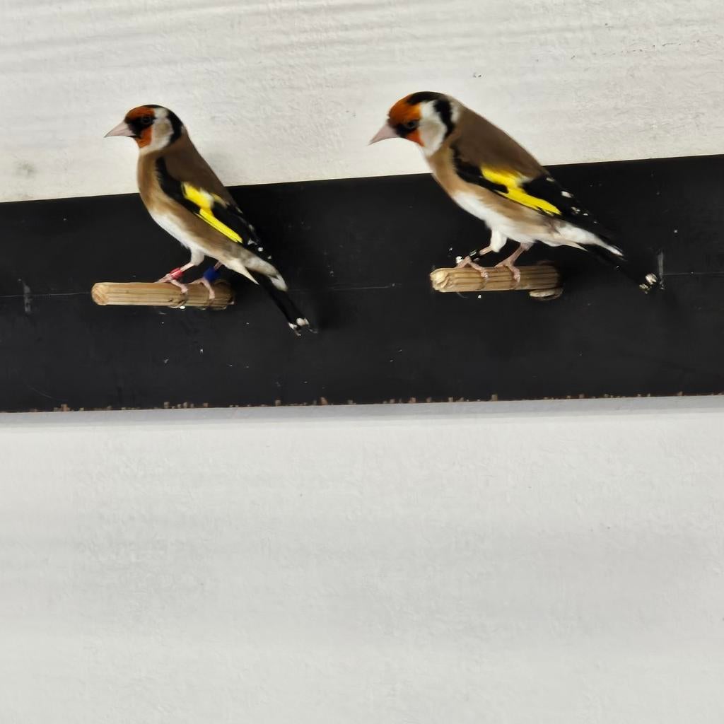 Parva putters !!, Dieren en Toebehoren, Mannelijk, Wildzangvogel