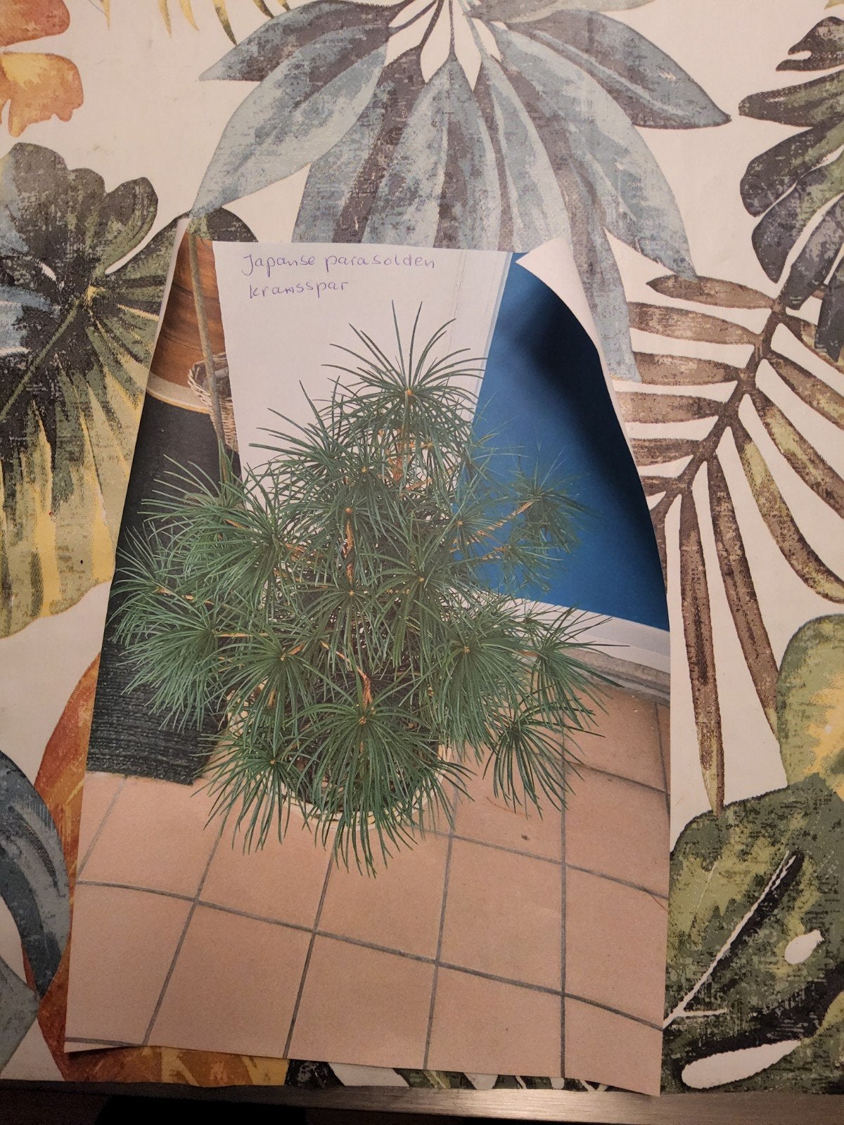 gezocht  japanse parasolden plant., Ophalen, Overige soorten, Volle zon