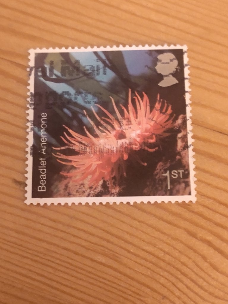 Engeland recent 2007 Sea Life Anemone, Ophalen of Verzenden, Gestempeld