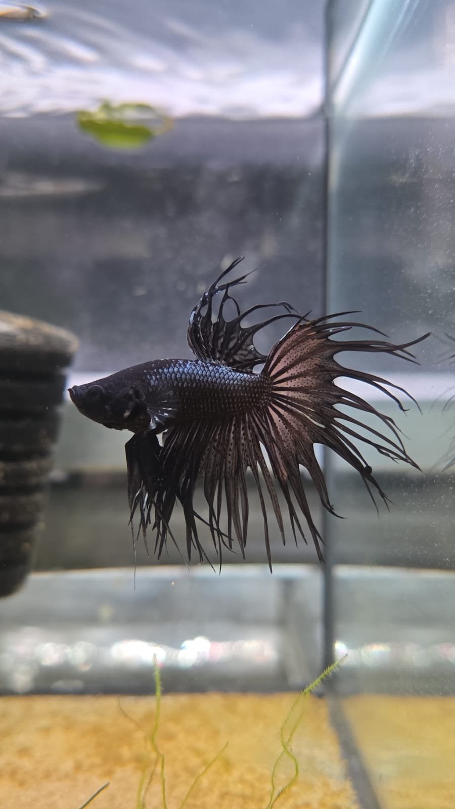 Diverse Betta splendens mannen, Vis, Zoetwatervis