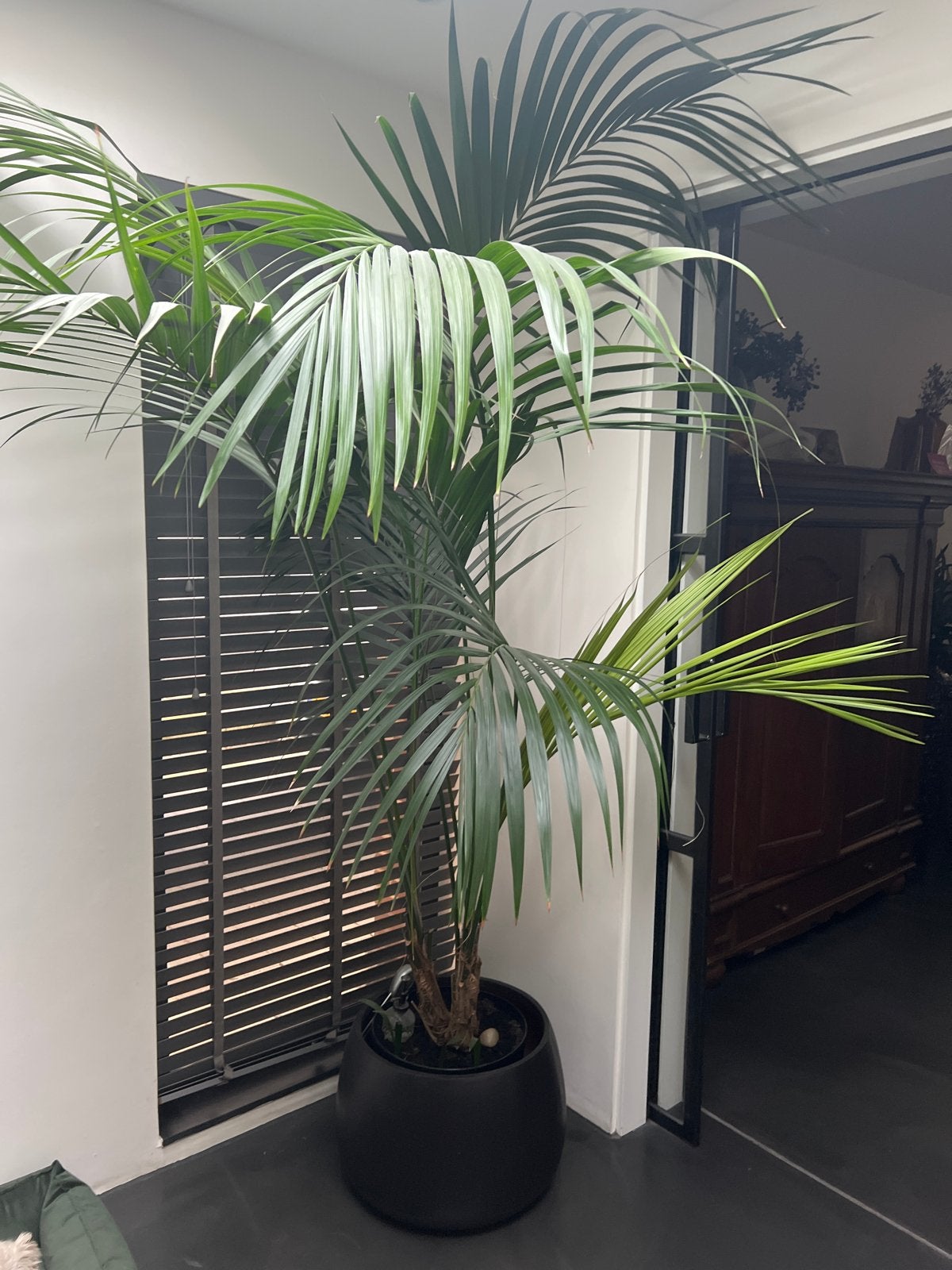 Grote en gezonde palmboom, Huis en Inrichting, Kamerplanten, Ophalen, Palm, Halfschaduw, In pot
