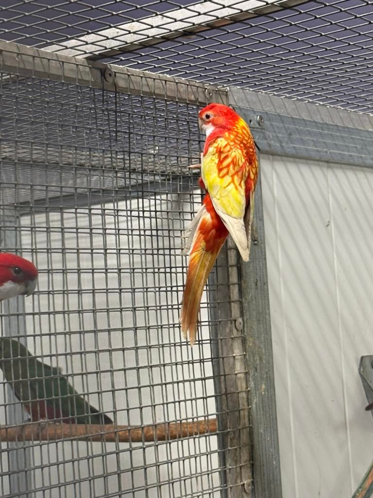 Diverse rosellas, Dieren en Toebehoren, Meerdere dieren, Parkiet