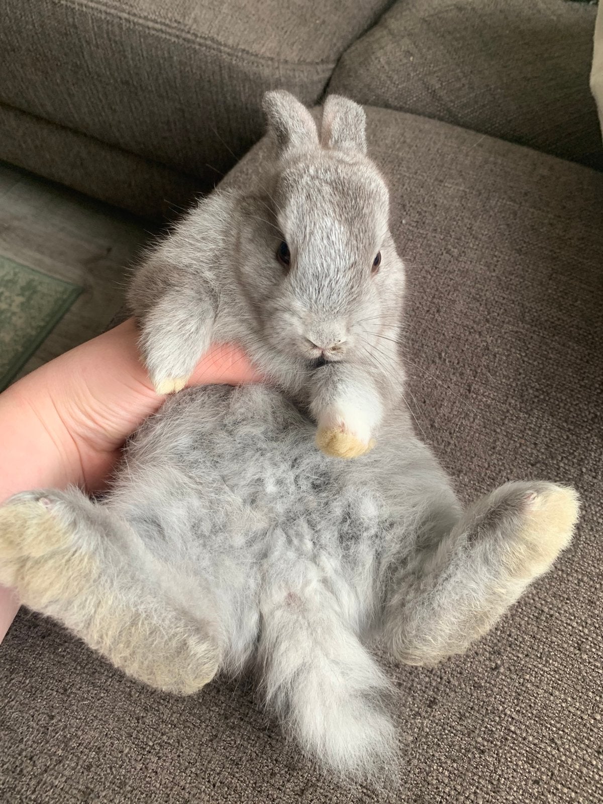 Baby konijntjes, Dieren en Toebehoren, Konijnen