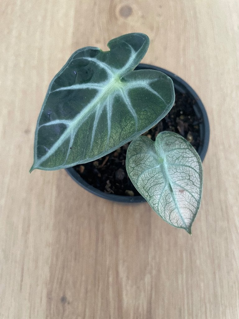 alocasia balloon heart variegata, Overige soorten, In pot, Minder dan 100 cm, Groene kamerplant