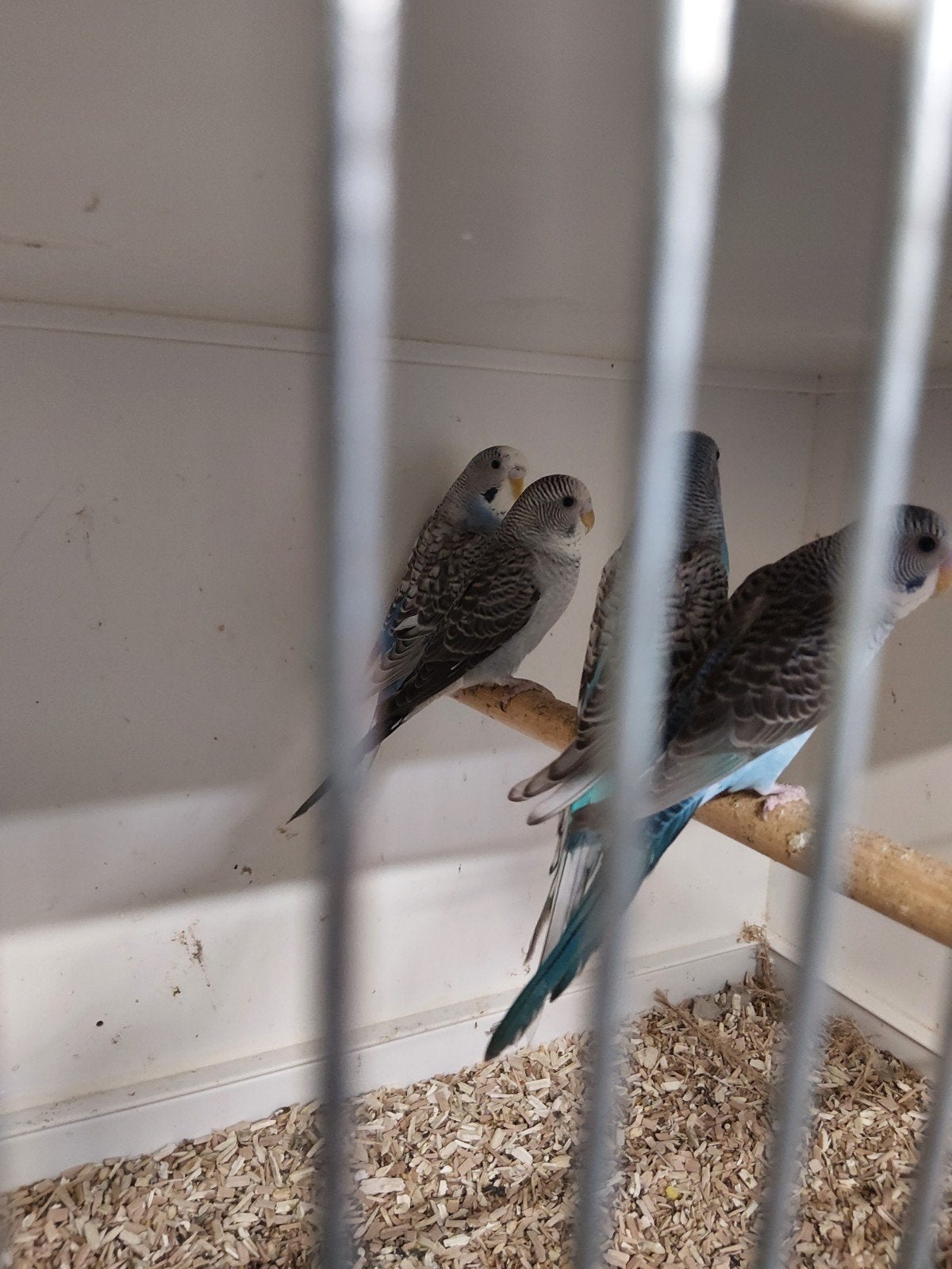 Grasparkieten, Meerdere dieren, Parkiet, Geringd