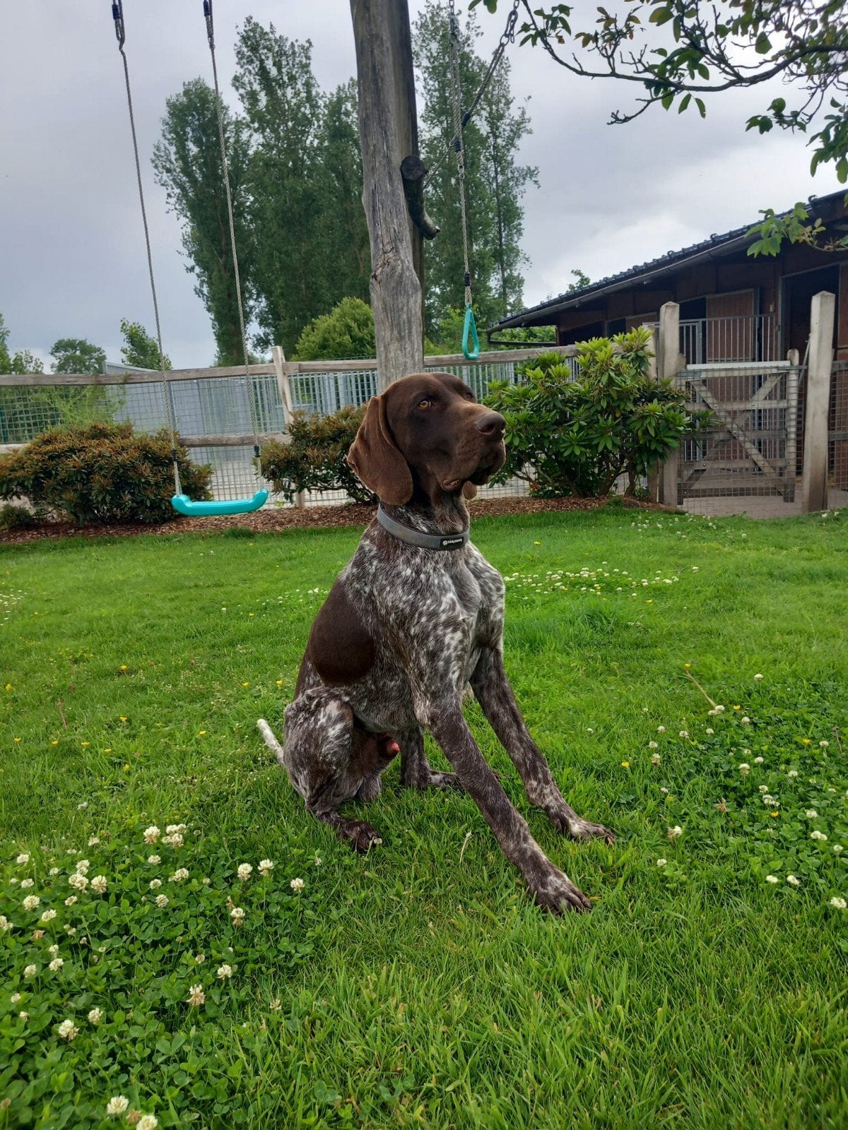Lieve duitse staande reu, Dieren en Toebehoren, Honden | Setters en Staande honden, Duitse Staande hond, Reu, 1 tot 2 jaar, Parvo