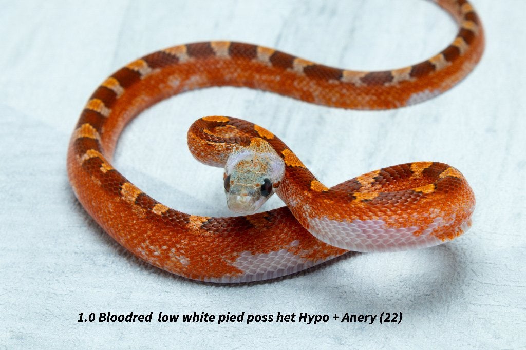 Top kwaliteit NK2026 Piedsided rattenslangen. Rat Snake photo 16
