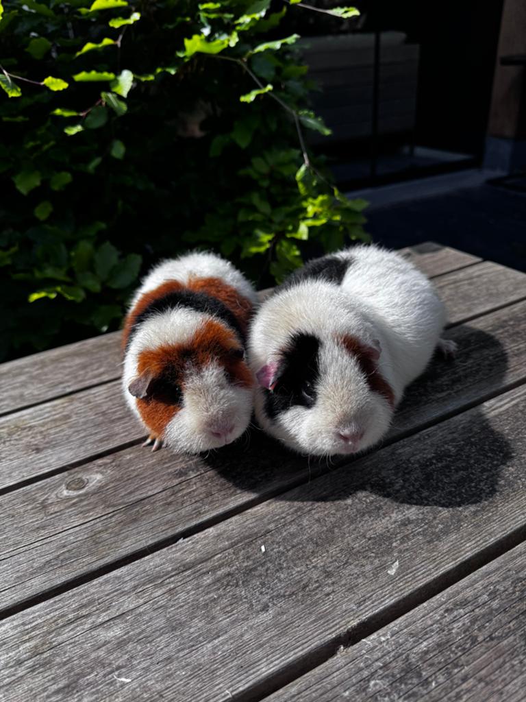 2 us teddy zeugjes, 3-kleur, Vrouwelijk, Tam, Maart, Cavia