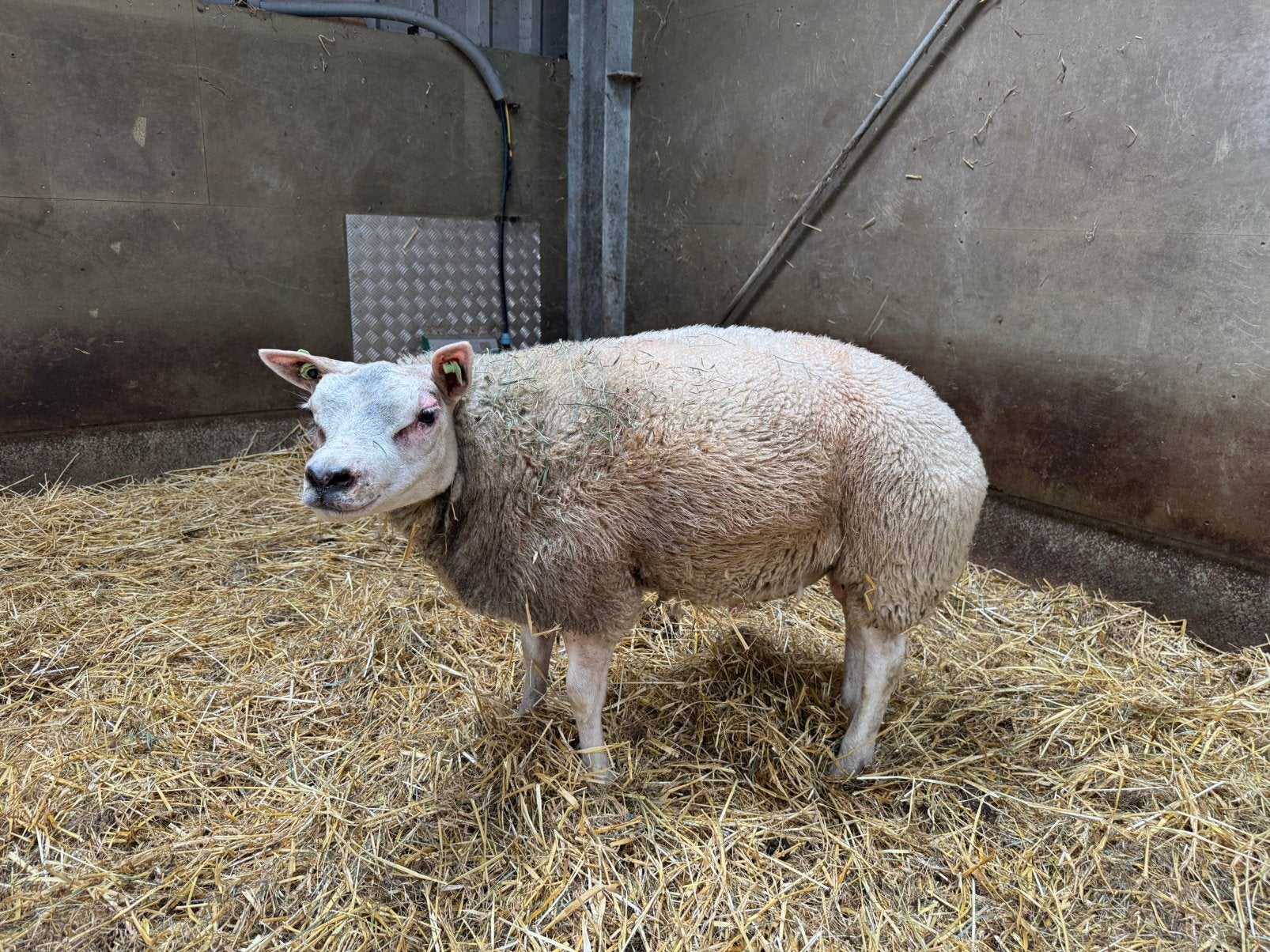 Texelaar dekram, Dieren en Toebehoren, Schapen, Geiten en Varkens, Mannelijk, Schaap