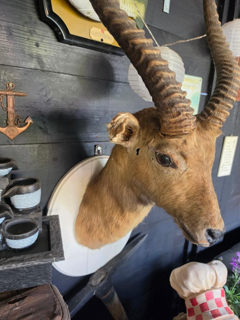 Opgezette Impala Kop - Uniek Wanddecoratie Stuk, Verzamelen, Dierenverzamelingen, Ophalen of Verzenden, Gebruikt, Wild dier, Gewei of Kop