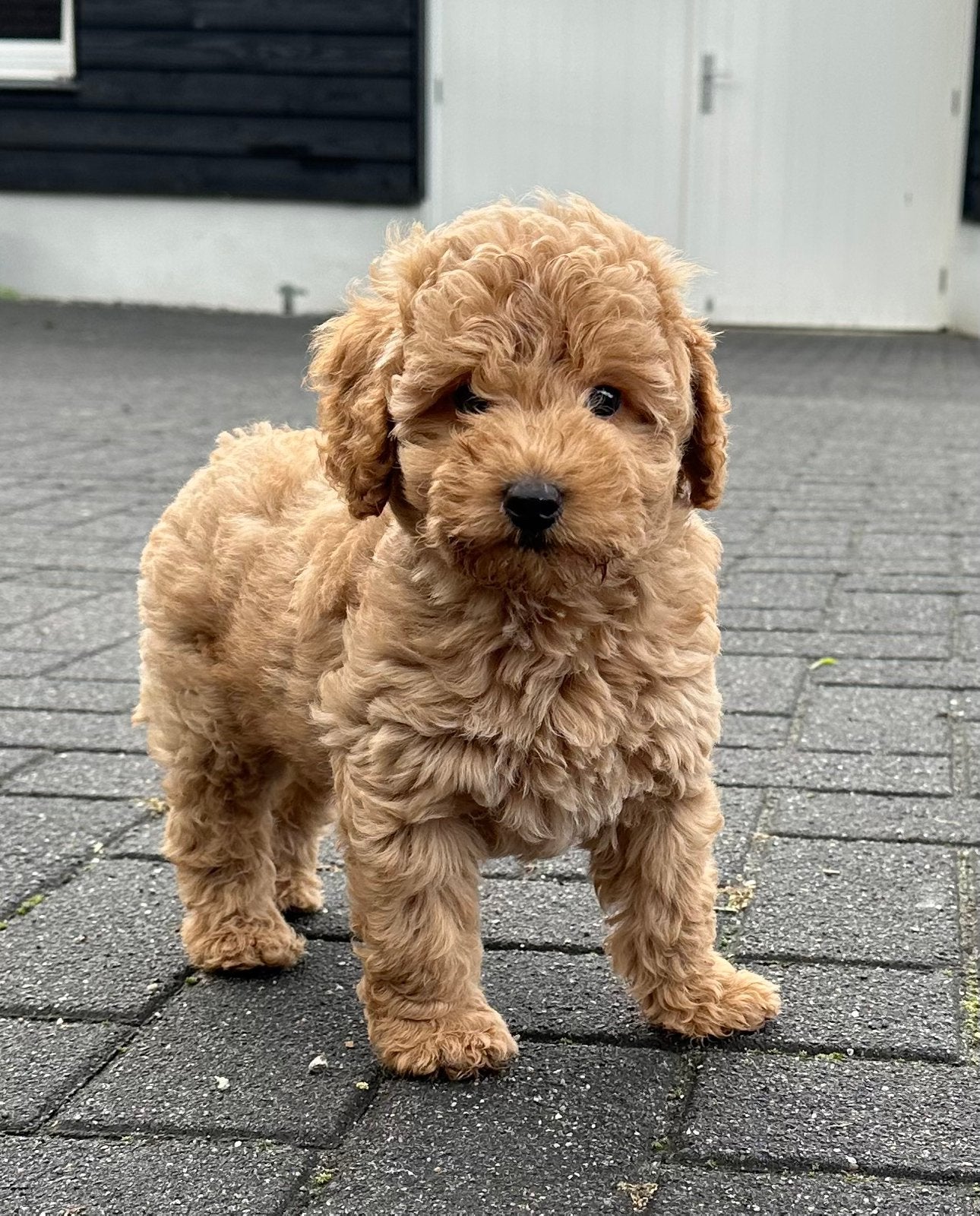 Cockapoo puppy reutje, Dieren en Toebehoren, Honden | Retrievers, Spaniëls en Waterhonden, Parvo, Nederland, 8 tot 15 weken, Eén hond