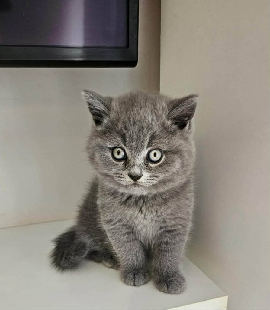 Mooie Britse kittens te koop!, Dieren en Toebehoren, Katten en Kittens | Raskatten | Korthaar, Kater, Ontwormd