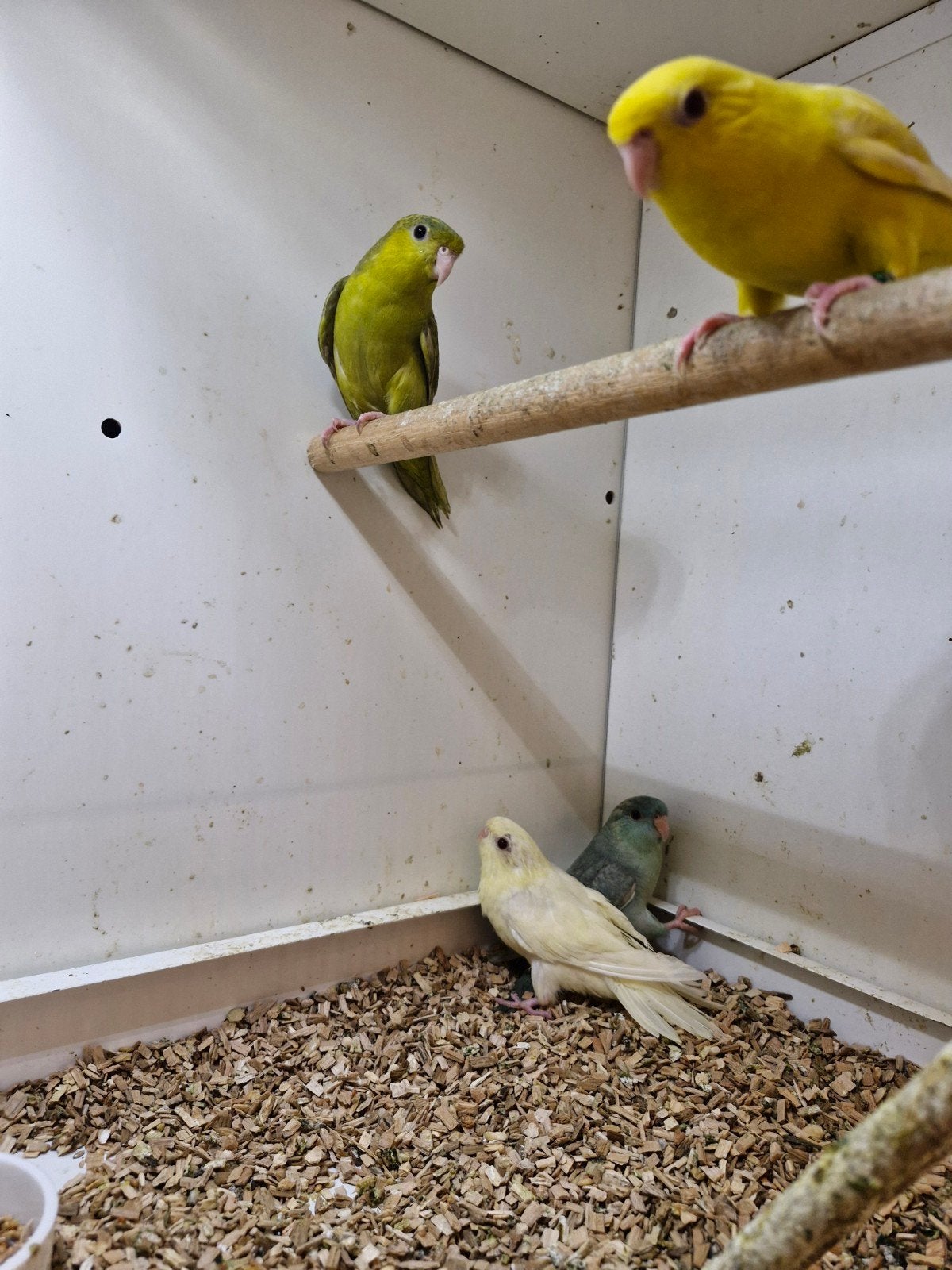 2 koppels catharina parkieten, Meerdere dieren, Parkiet, Geringd