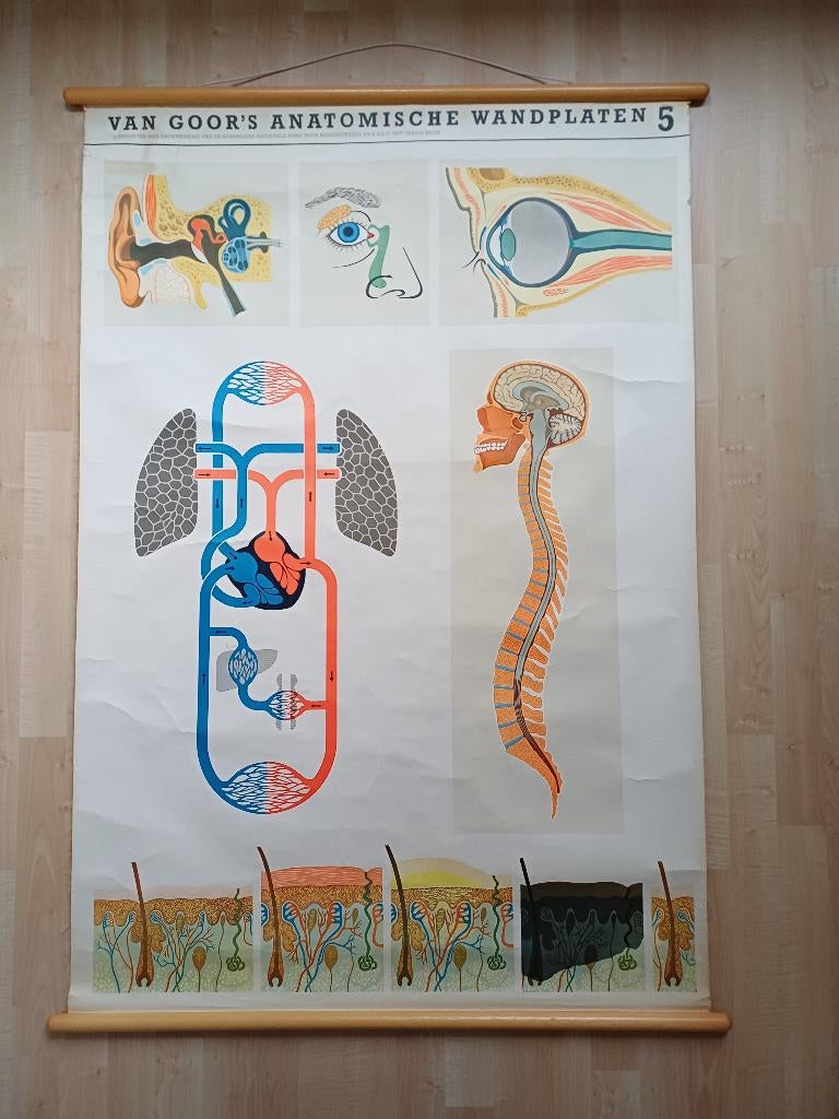 Van Goor's anatomische wandplaten 5, Antiek en Kunst, Antiek | Schoolplaten, Ophalen, Natuur en Biologie