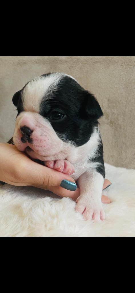 Nog maar 3 mooie Boston terriër pups alle kleuren !, Overige rassen, 8 tot 15 weken, Parvo, Meerdere dieren