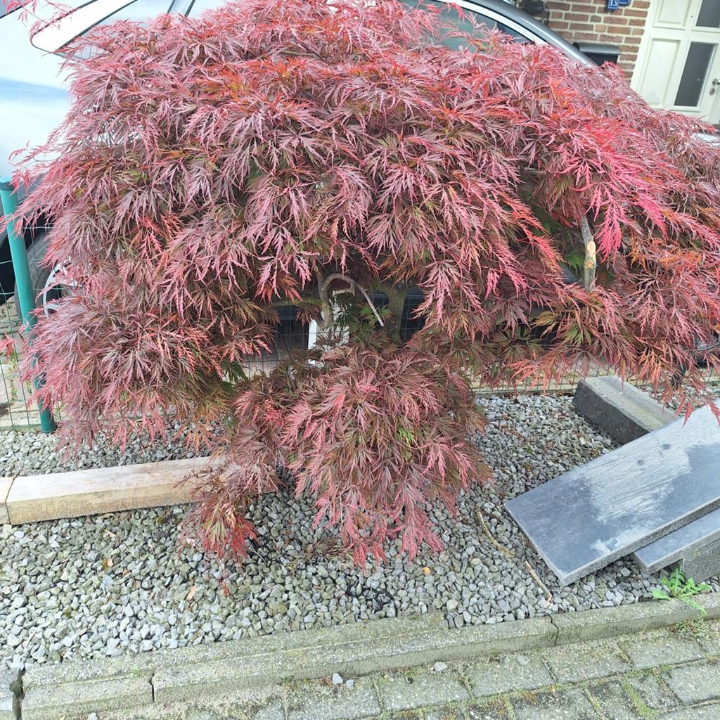 Japanse Esdoorn (Acer Palmatum Dissectum) - 140x150 cm, Vaste plant, Bloeit niet, Halfschaduw, Ophalen