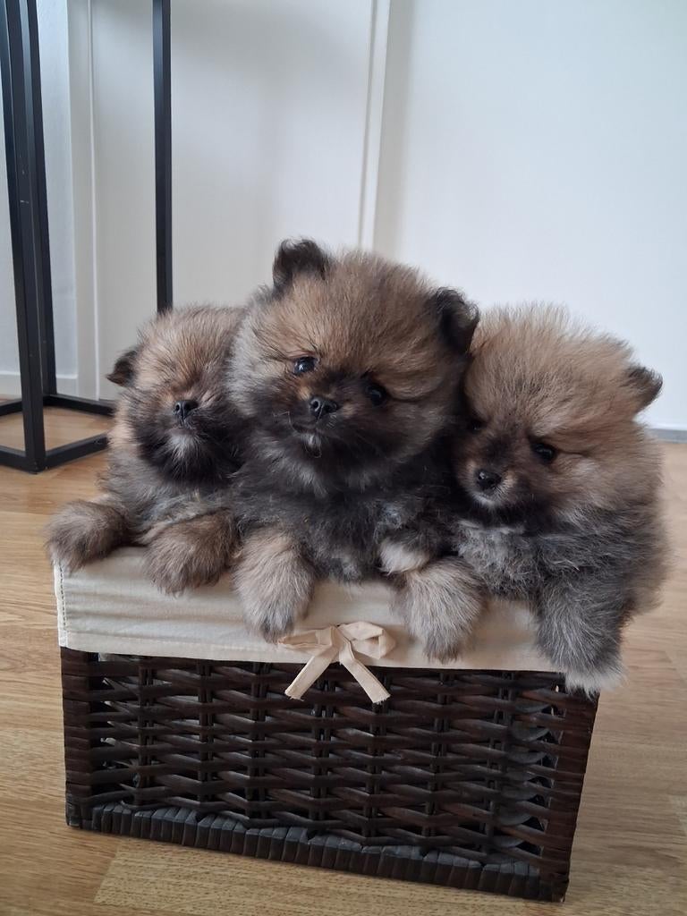 Maltipom, Dieren en Toebehoren, Honden | Chihuahua's en Gezelschapshonden, Overige rassen, 8 tot 15 weken, Meerdere, Meerdere dieren