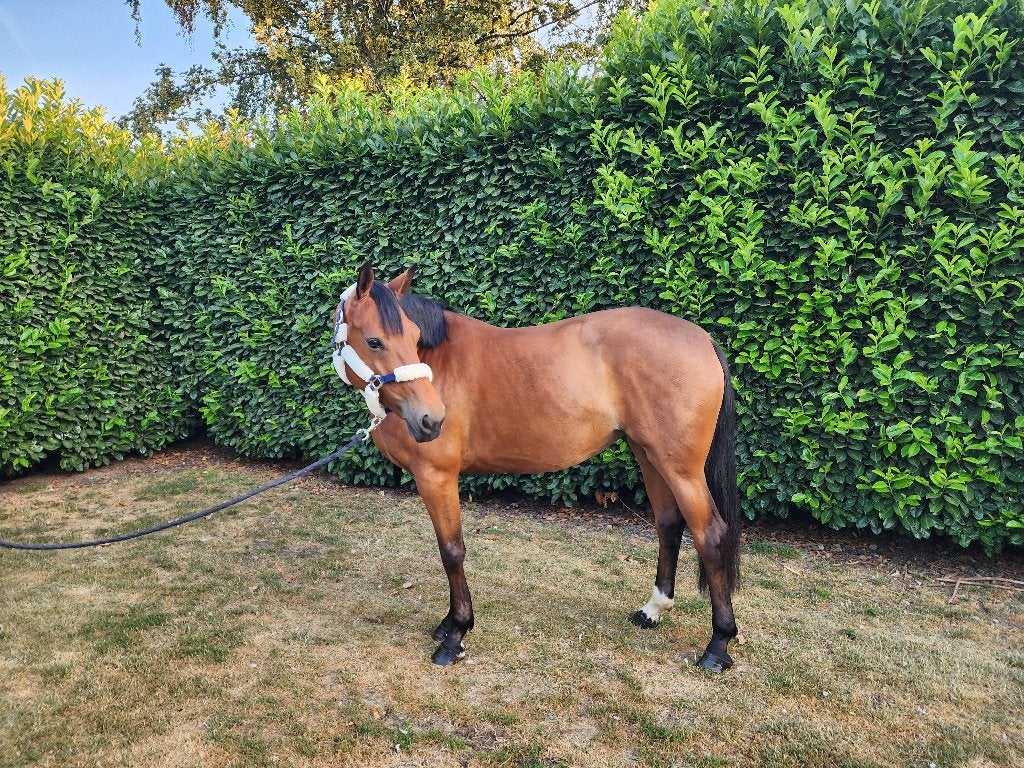 5 jarige brave merrie met top afstamming, Dieren en Toebehoren, Merrie, Springpaard, Met stamboom, 3 tot 6 jaar