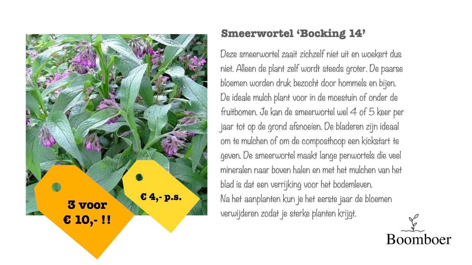 smeerwortel 'Bocking 14', Tuin en Terras, Ophalen