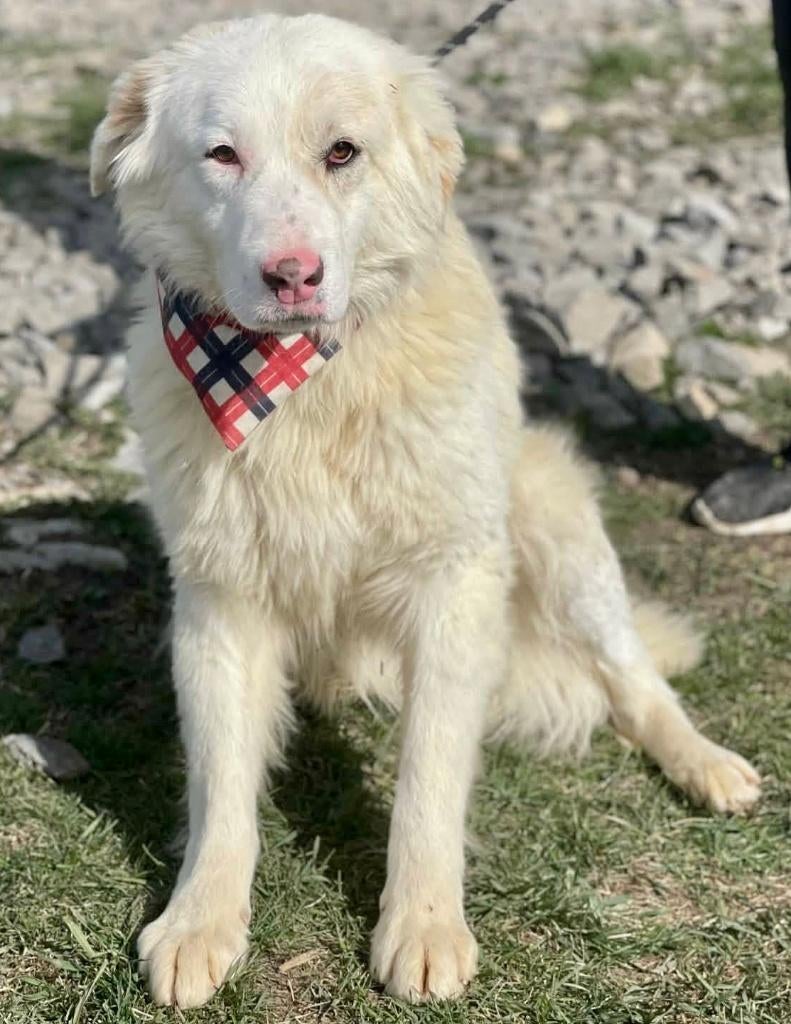 LEO, PRACHTIG VRIENDELIJK & ZACHTAARDIGe JONGe REU, Dieren en Toebehoren, Honden | Niet-rashonden, Particulier, Reu, 1 tot 2 jaar