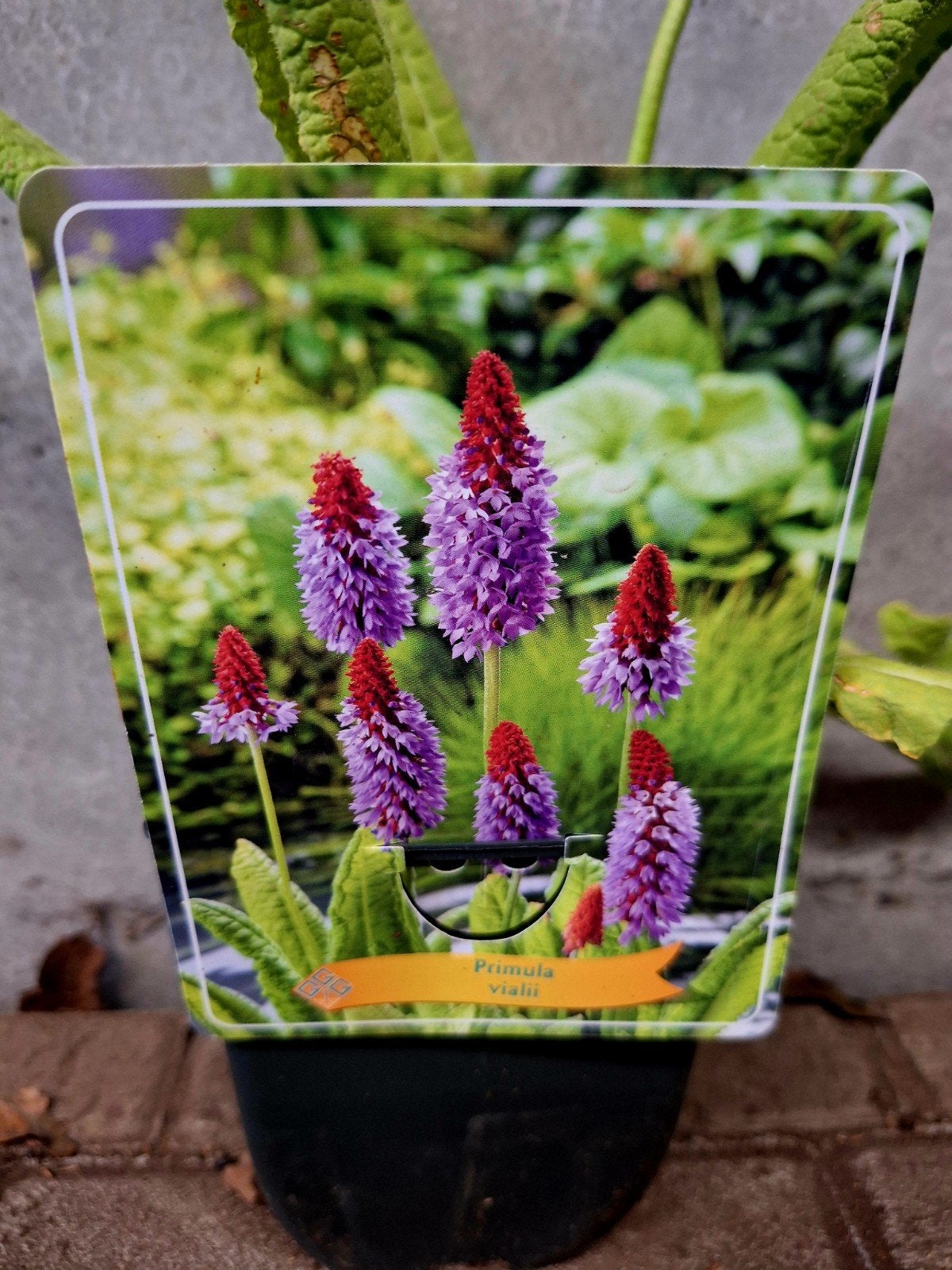 Primula vialii 🍀🌸 (Kaboutermuts), Ophalen, Overige soorten, Halfschaduw
