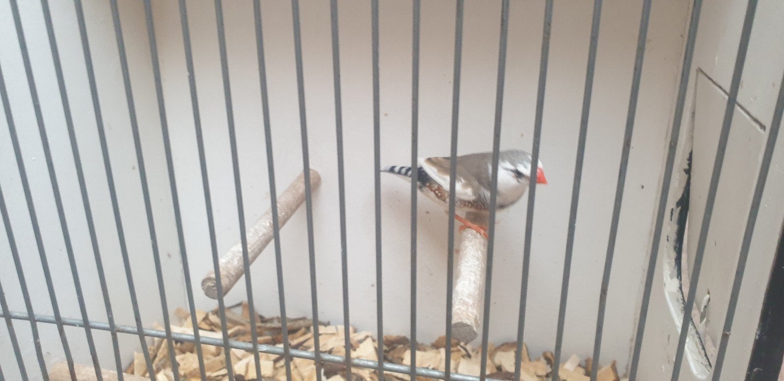 Mooie bonte zebravink man, Dieren en Toebehoren, Vogels | Overige Vogels, Mannelijk