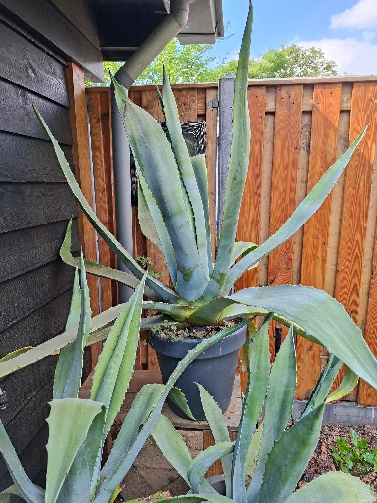 Grote Cactus Agave ongeveer 50 jaar oud, Volle zon, Vaste plant, Bloeit niet, Ophalen